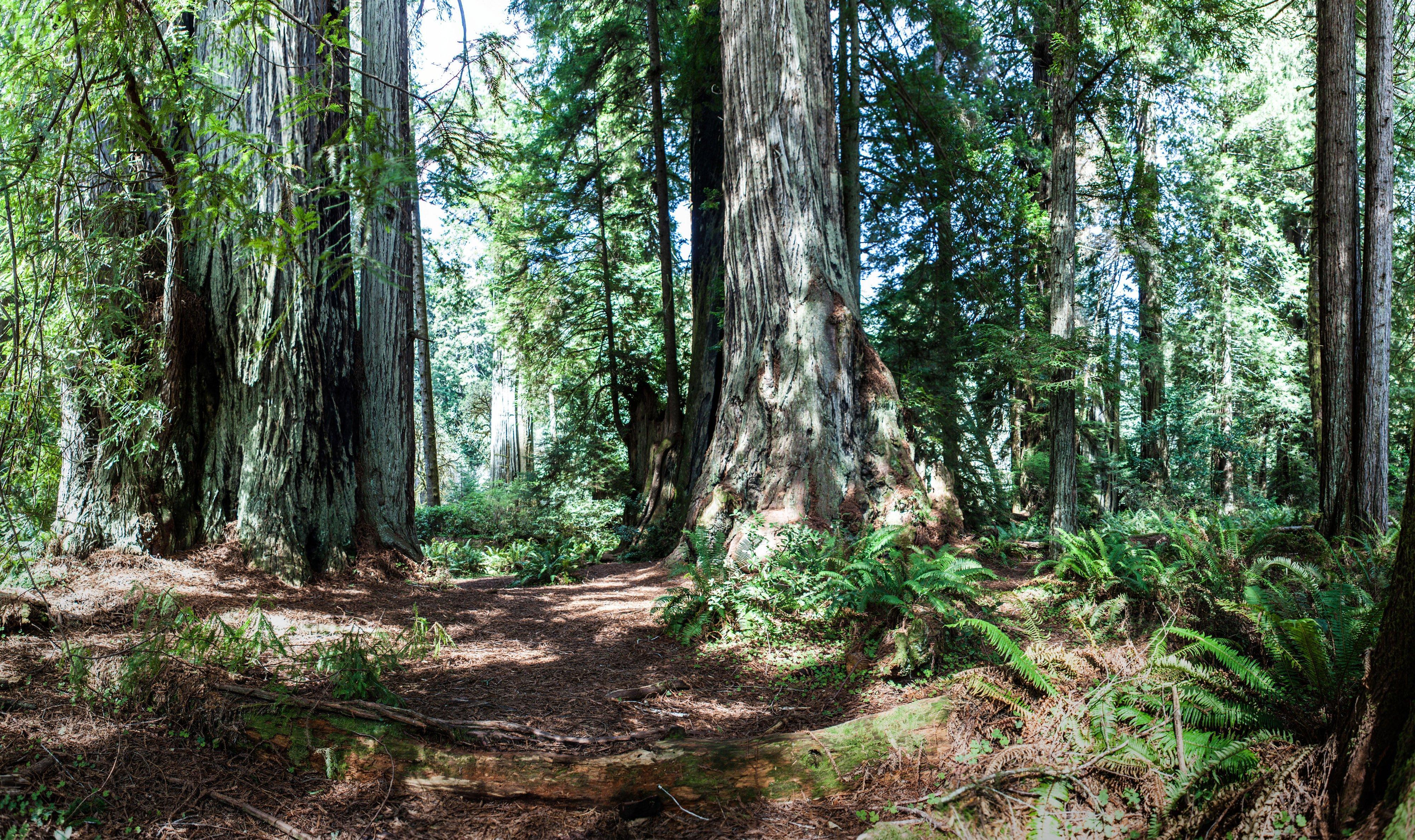 Holiday Inn Express Redwood National Park By Ihg Кламат Екстериор снимка
