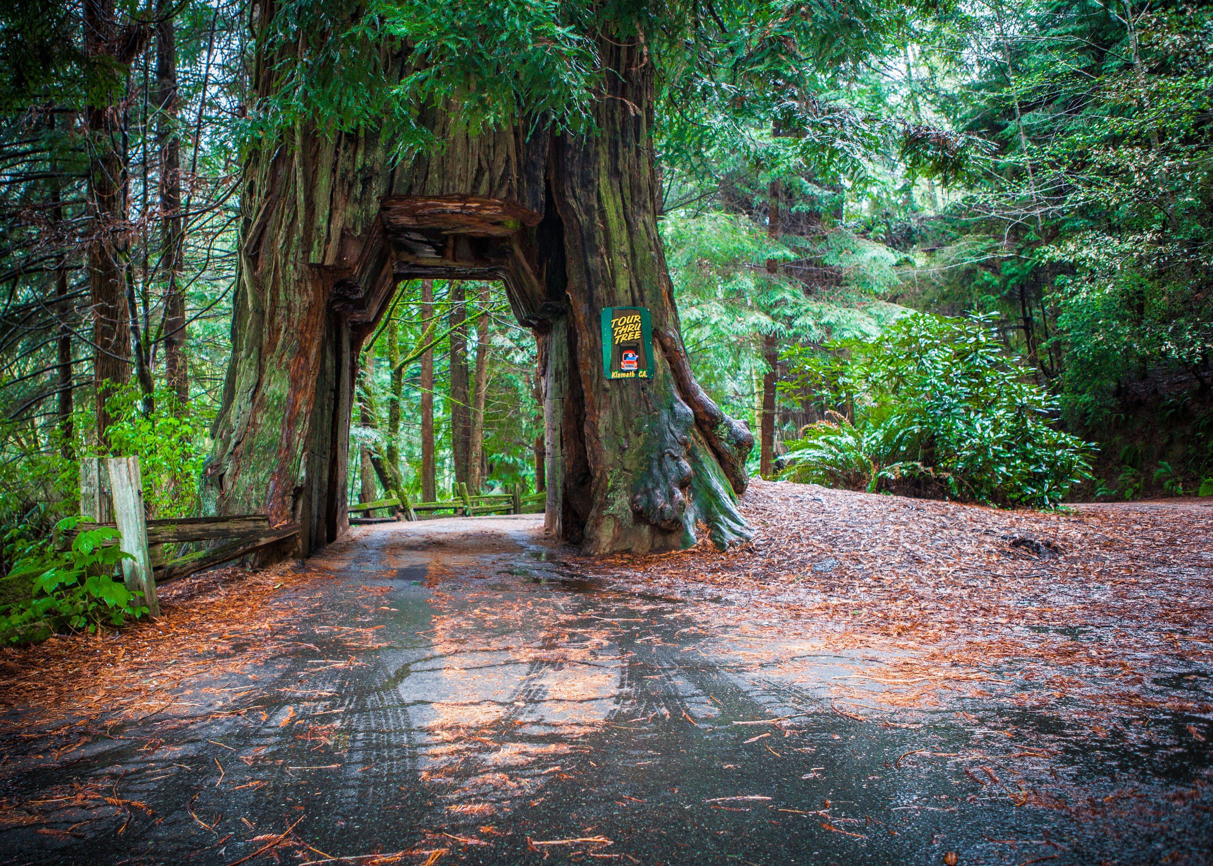 Holiday Inn Express Redwood National Park By Ihg Кламат Екстериор снимка